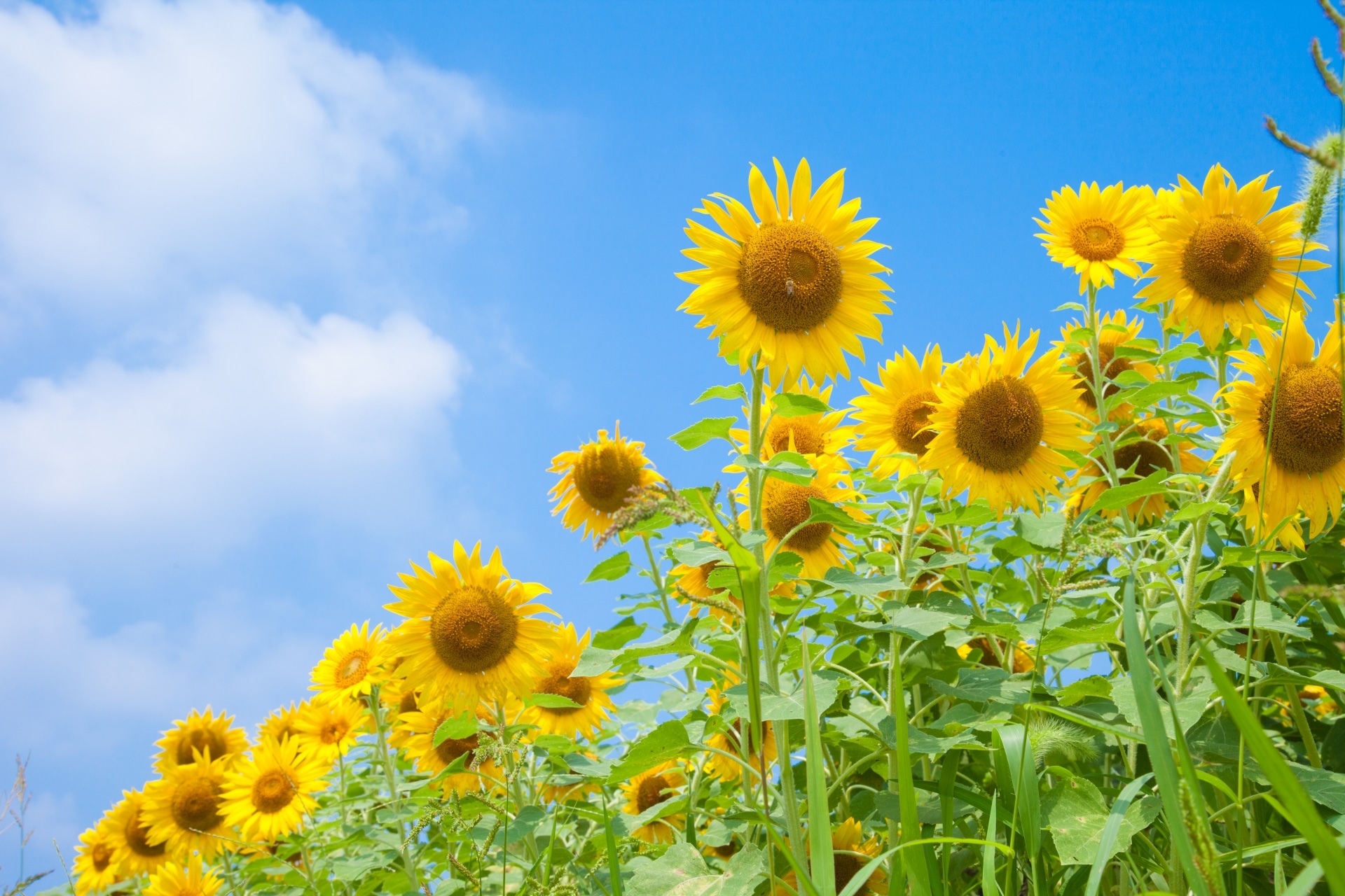 夏のあせもは自然の力で優しく癒やせる先人達の知恵