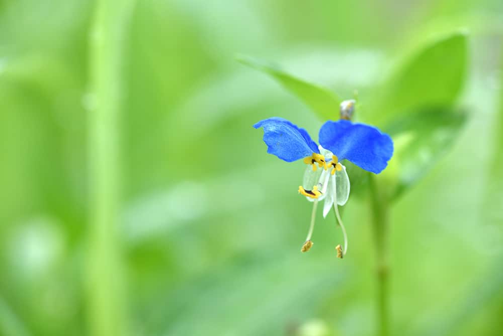 つゆ草